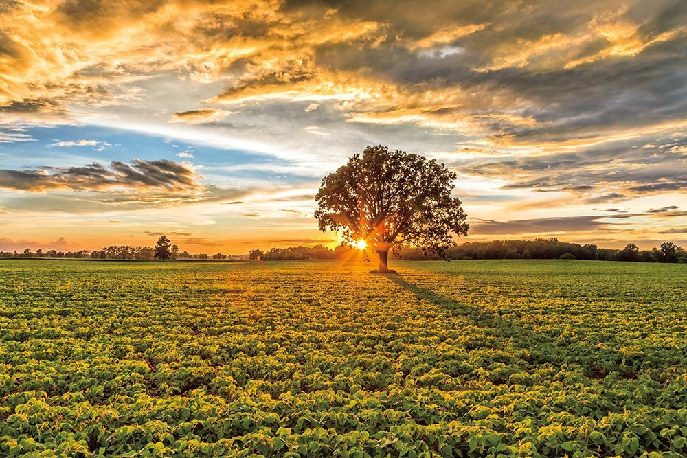 After the Storm Burr Oak art print by Gail Howarth for $57.95 CAD