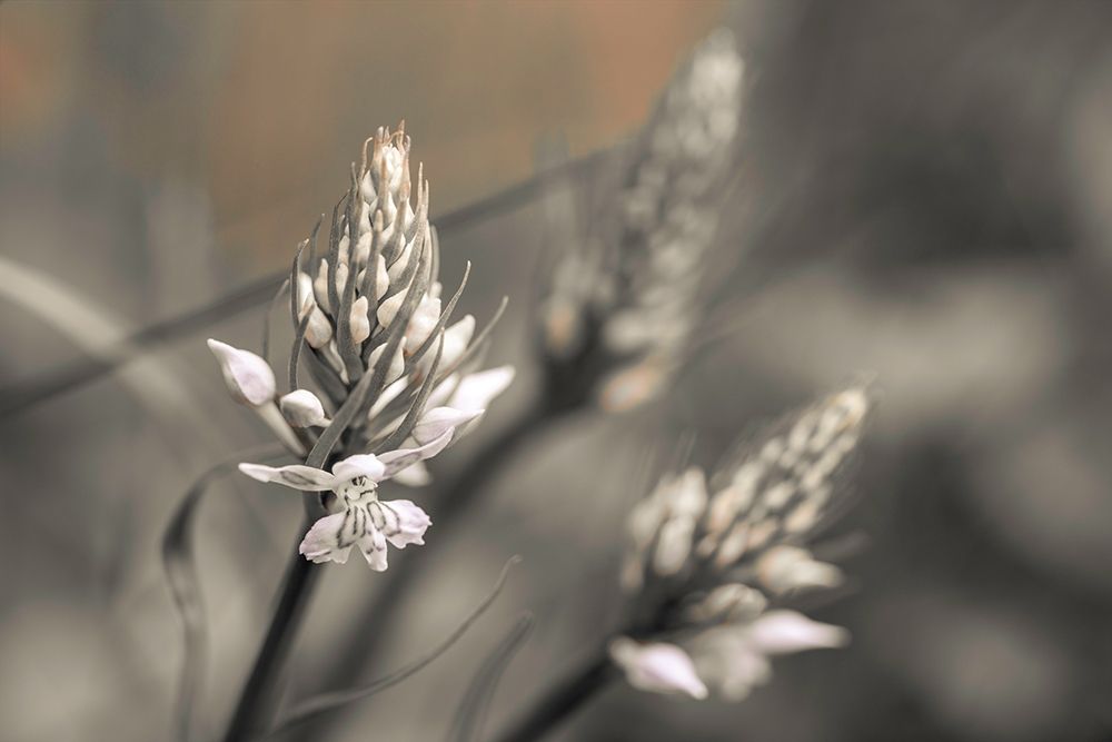 Up Close art print by Assaf Frank for $57.95 CAD