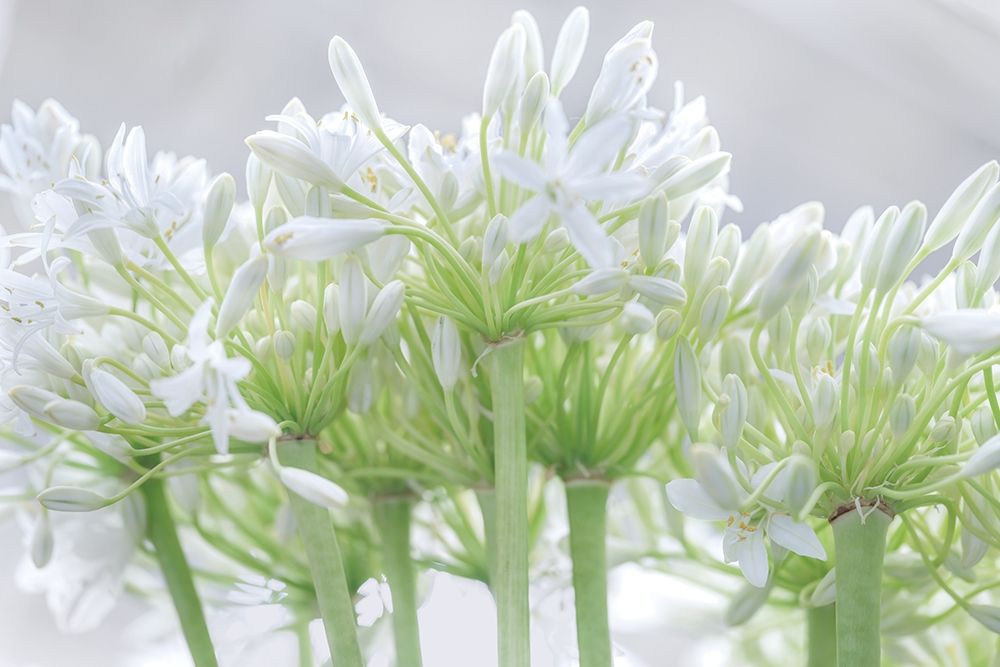 African Lily I art print by Assaf Frank for $57.95 CAD
