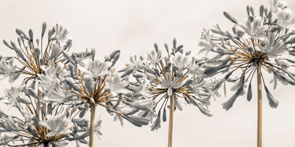 African Lily II art print by Assaf Frank for $57.95 CAD