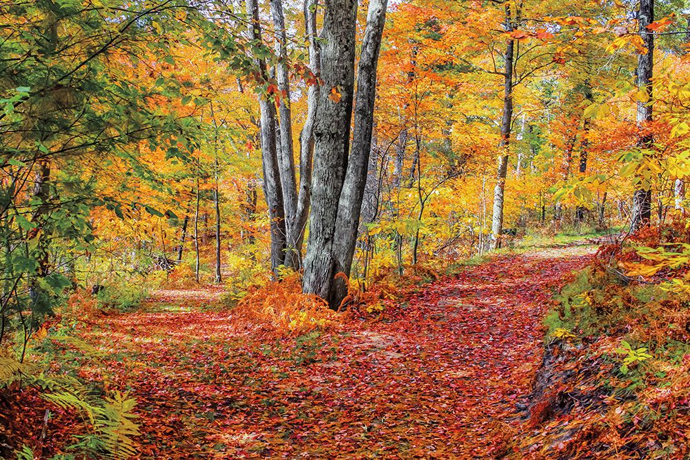 Full Path art print by Gail Howarth for $57.95 CAD