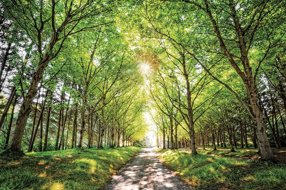 Sunshine And Shadows art print by Celebrate Life Gallery for $57.95 CAD