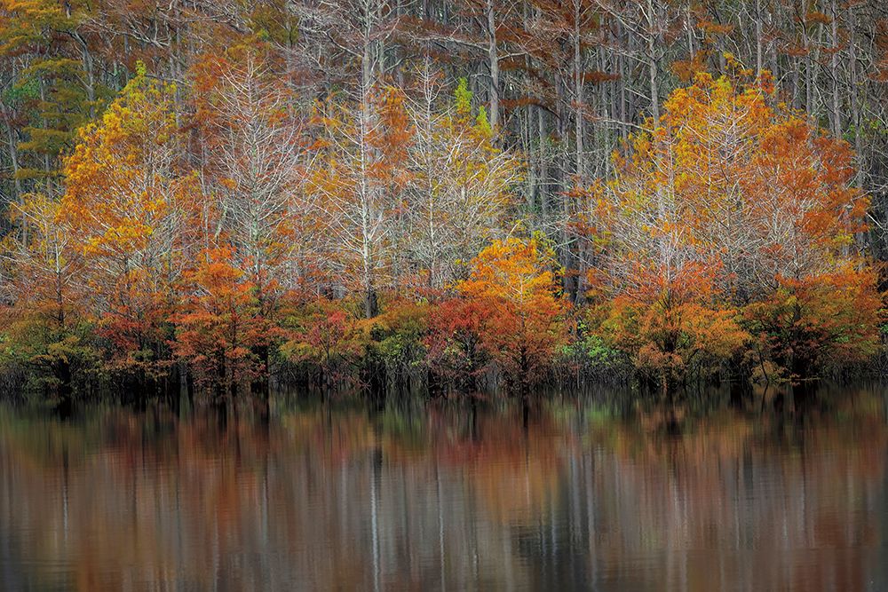 Autumn Cypress art print by D. Burt for $57.95 CAD