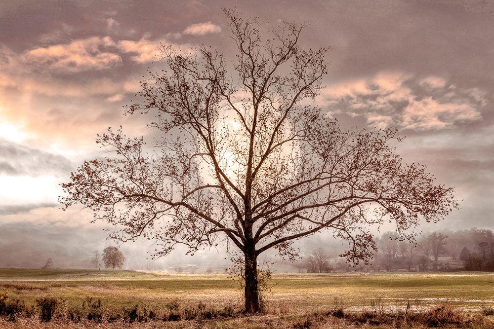 In The Light Of The Full Moon art print by Celebrate Life Gallery for $57.95 CAD