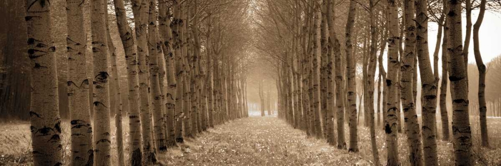The Shimmering Forest art print by Heather Ross for $57.95 CAD