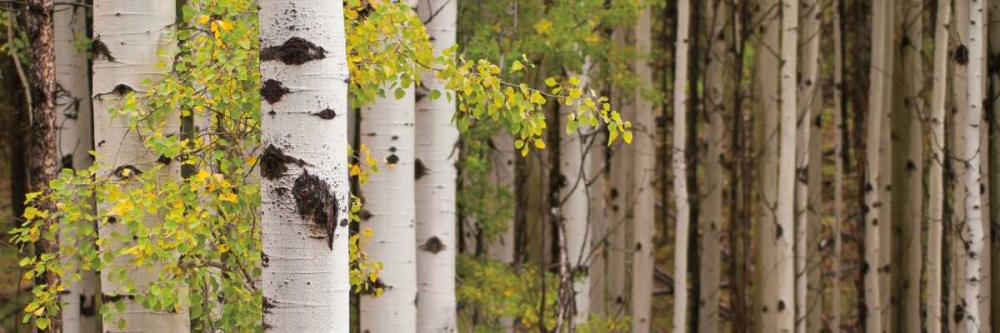 White Forest Standing art print by Heather Ross for $57.95 CAD