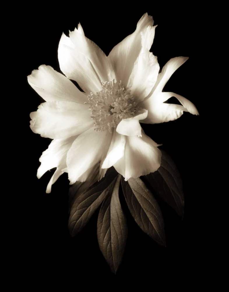 Portrait in White I art print by John Rehner for $57.95 CAD