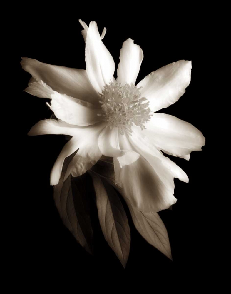 Portrait in White II art print by John Rehner for $57.95 CAD