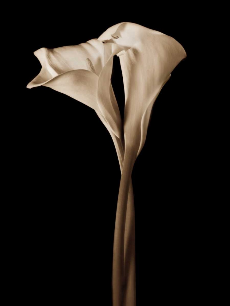 The Embrace art print by John Rehner for $57.95 CAD
