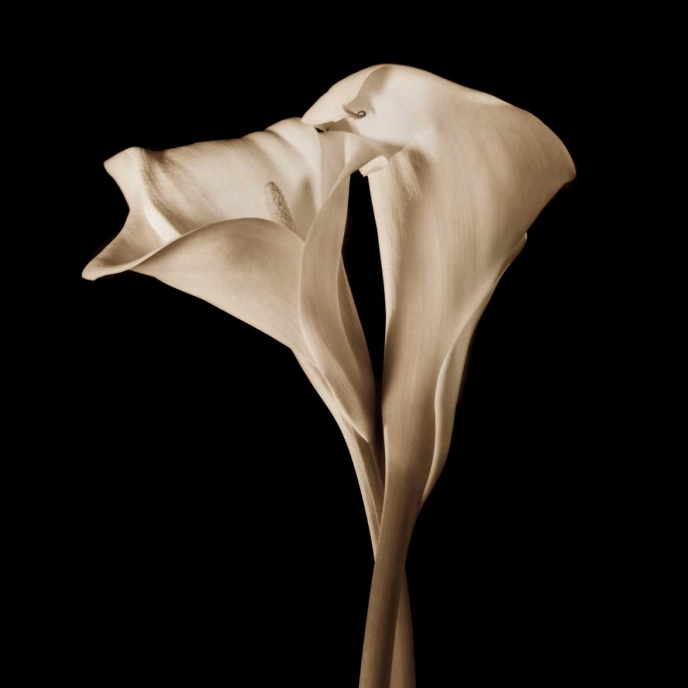 The Embrace art print by John Rehner for $57.95 CAD