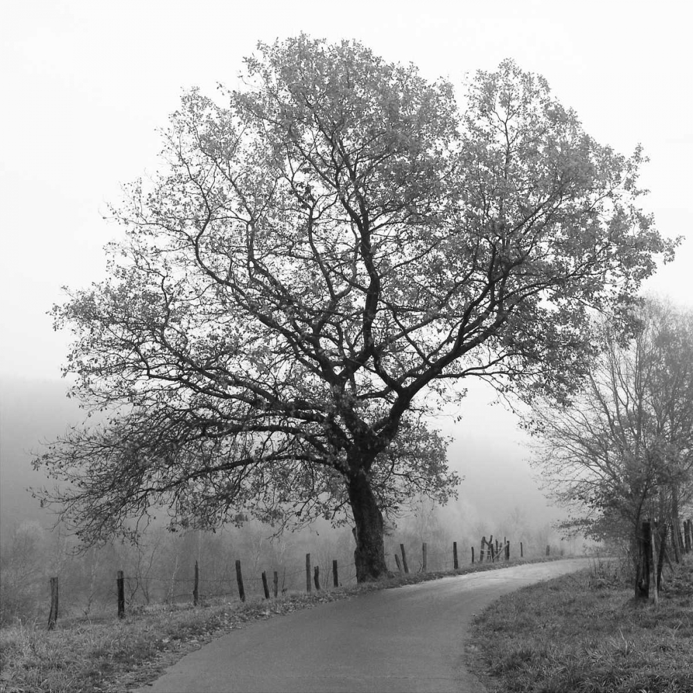Foggy Afternoon art print by Ily Szilagyi for $57.95 CAD
