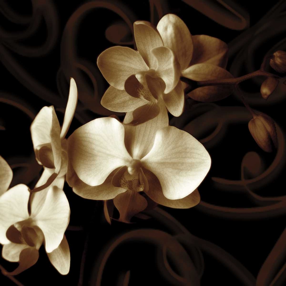 Grace art print by Ily Szilagyi for $57.95 CAD