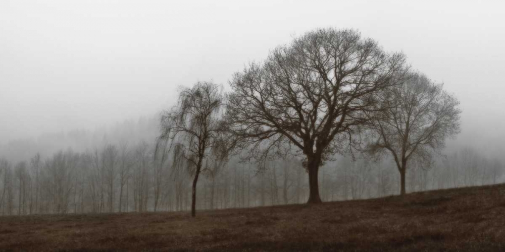 Autumn Fog art print by Ily Szilagyi for $57.95 CAD