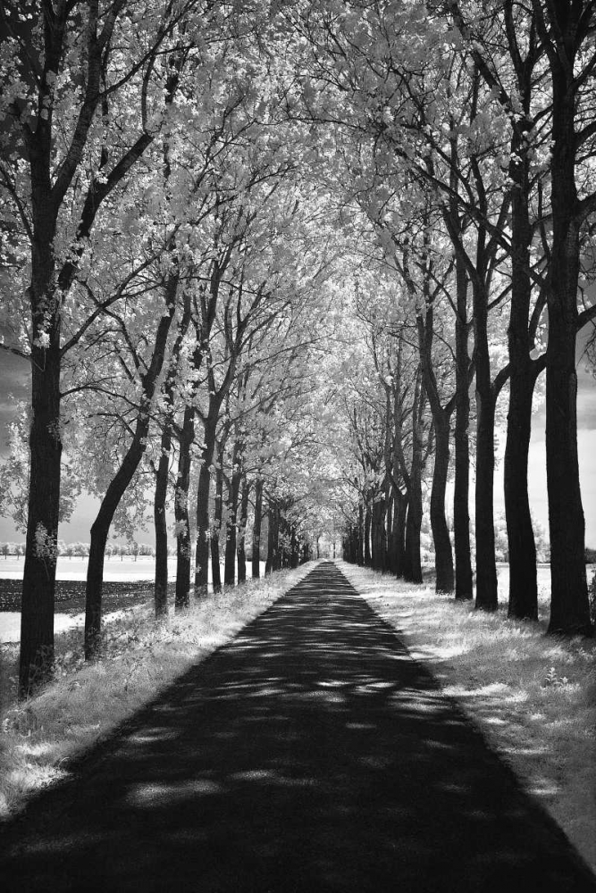 Follow Me art print by Ily Szilagyi for $57.95 CAD
