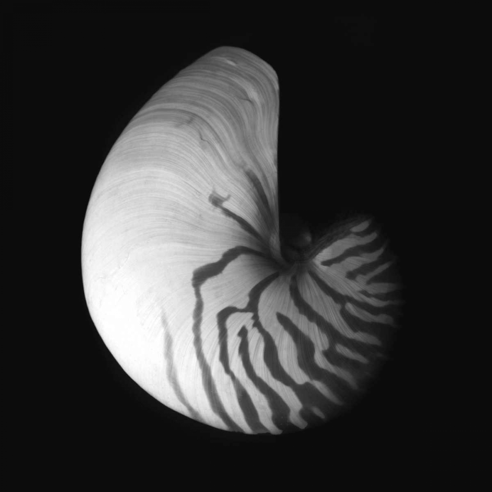 Shell Collection III art print by Ily Szilagyi for $57.95 CAD