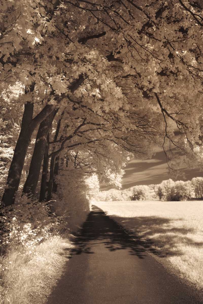 The Path Ahead art print by Ily Szilagyi for $57.95 CAD