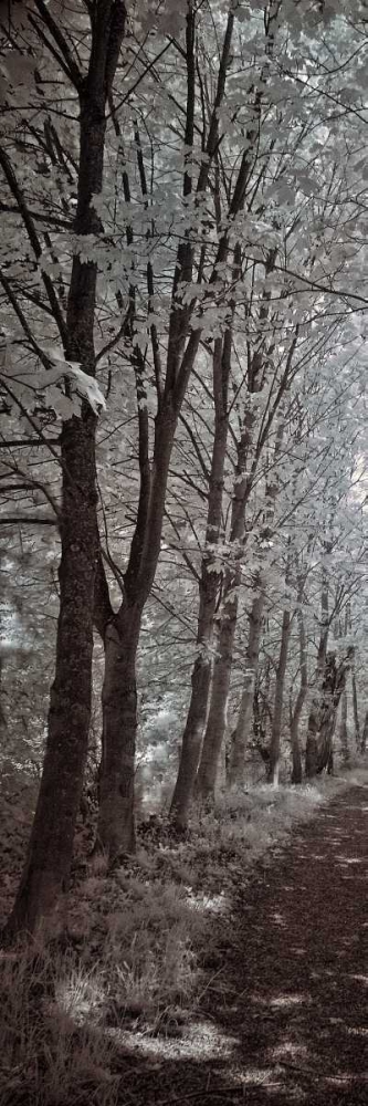 A Walk To Remember I art print by Ily Szilagyi for $57.95 CAD