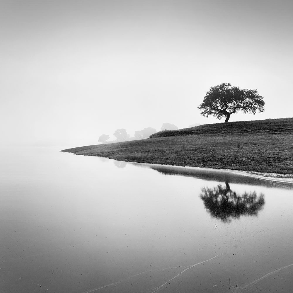 Tree in the Lake art print by Alexandre Manuel for $57.95 CAD