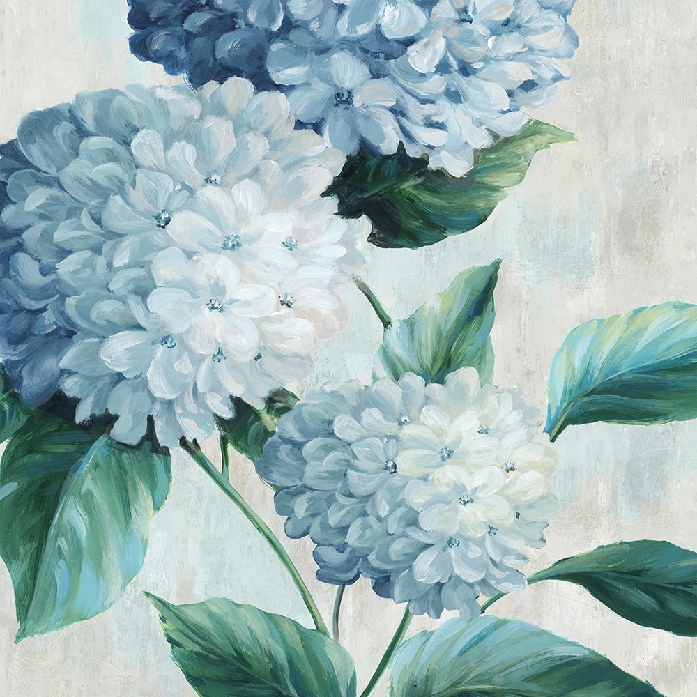 Blue Hydrangea Blooms I art print by Alex Black for $57.95 CAD