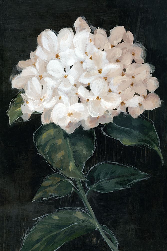 White Blossoms on Dark Canvas I art print by Alex Black for $57.95 CAD