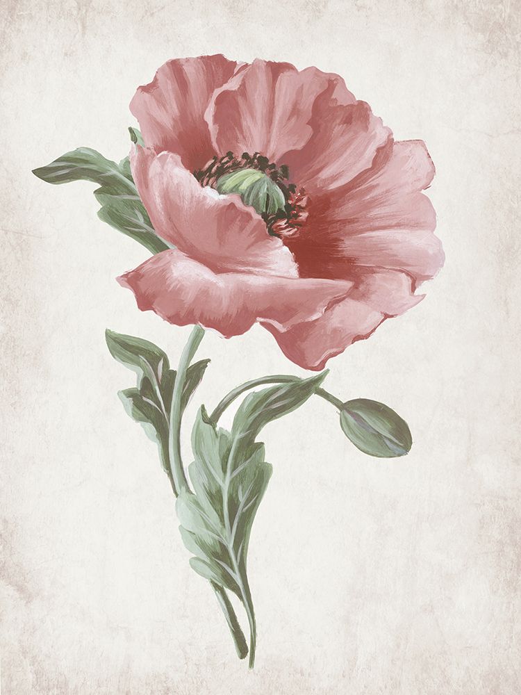 Delicate Blooms in Soft Hues I art print by Alex Black for $57.95 CAD
