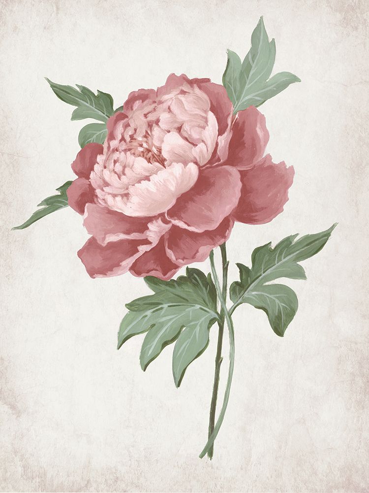 Delicate Blooms in Soft Hues II art print by Alex Black for $57.95 CAD
