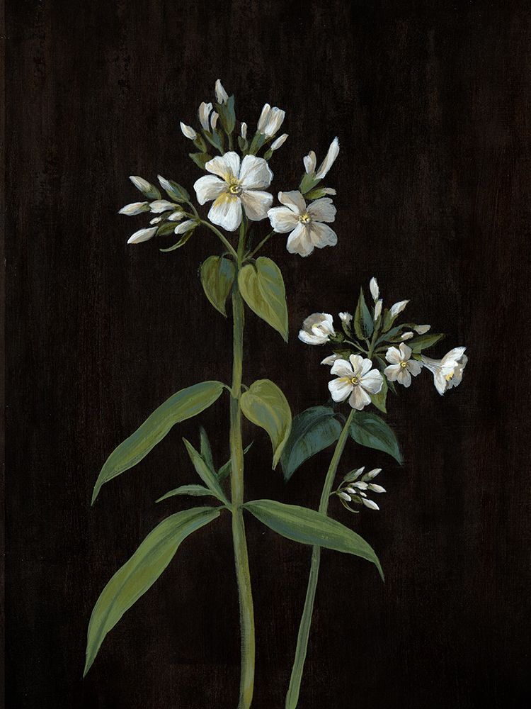 White flowers on Black I art print by Alex Black for $57.95 CAD