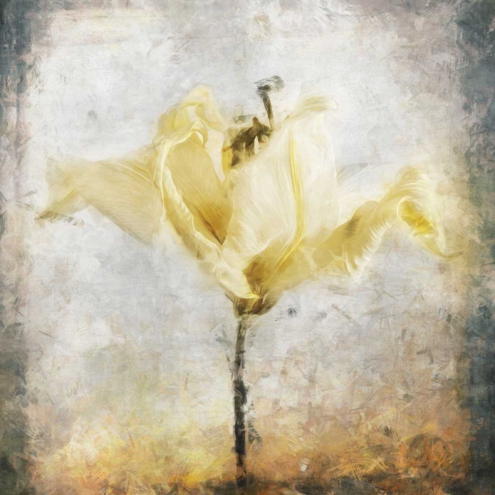 Sepia Bloom II art print by John Bingham for $57.95 CAD