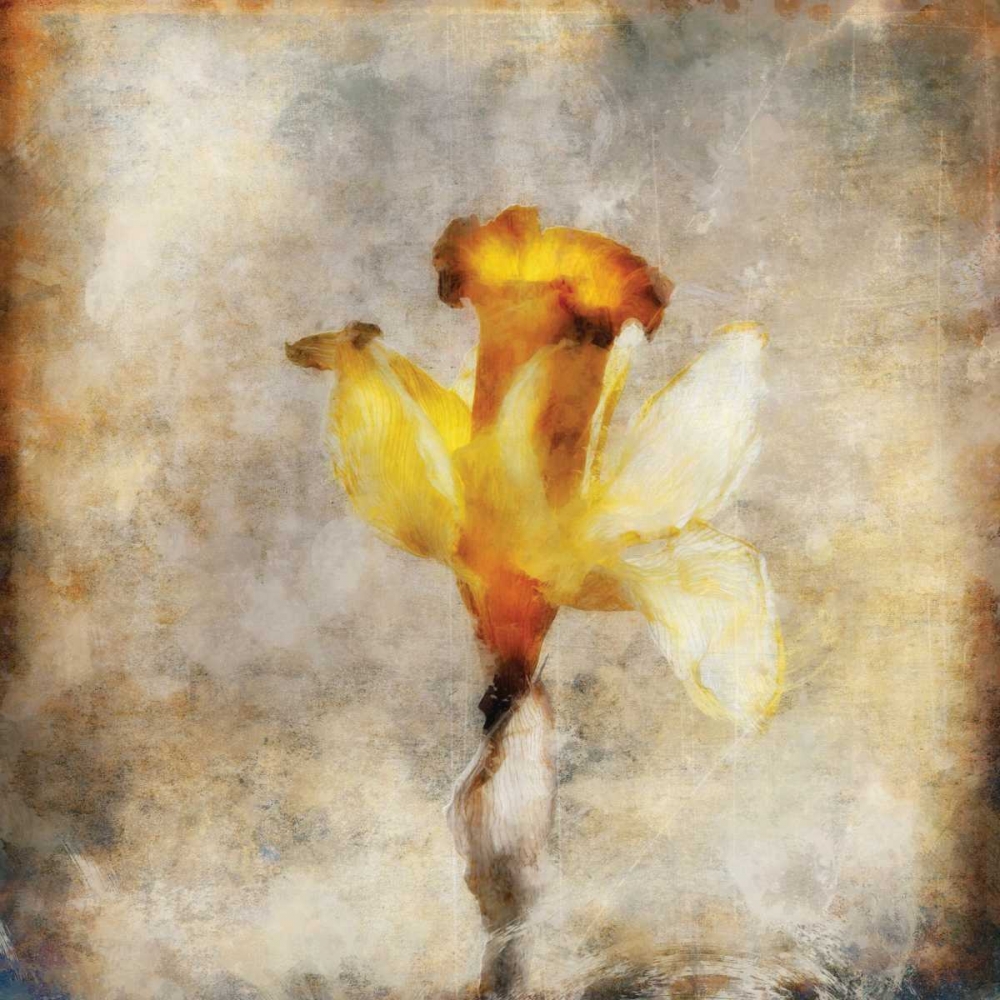 Sepia Bloom III art print by John Bingham for $57.95 CAD