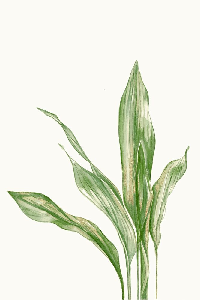 Aspidistra Variegata II art print by Errico and Slyp for $57.95 CAD