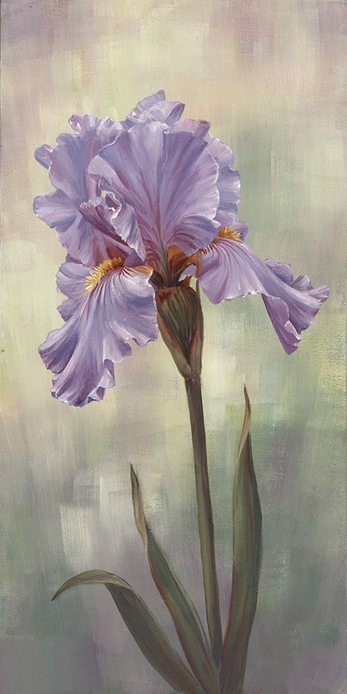 Single Iris II art print by Marianne Broome for $57.95 CAD