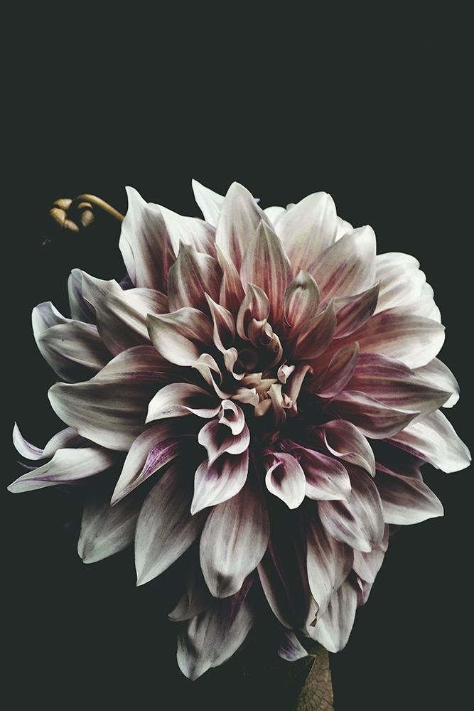 Dazed art print by Beatrice Kiss for $57.95 CAD