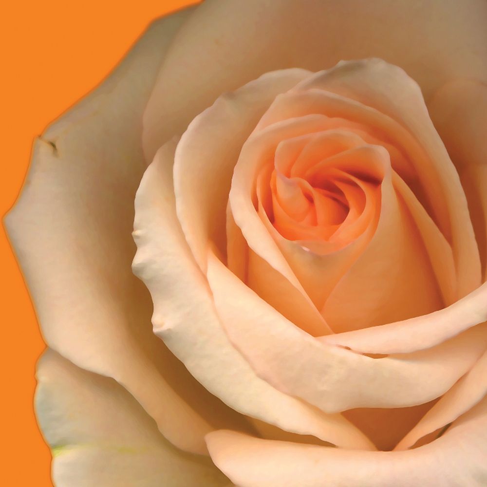 Peach Rose art print by Ceil Diskin for $57.95 CAD