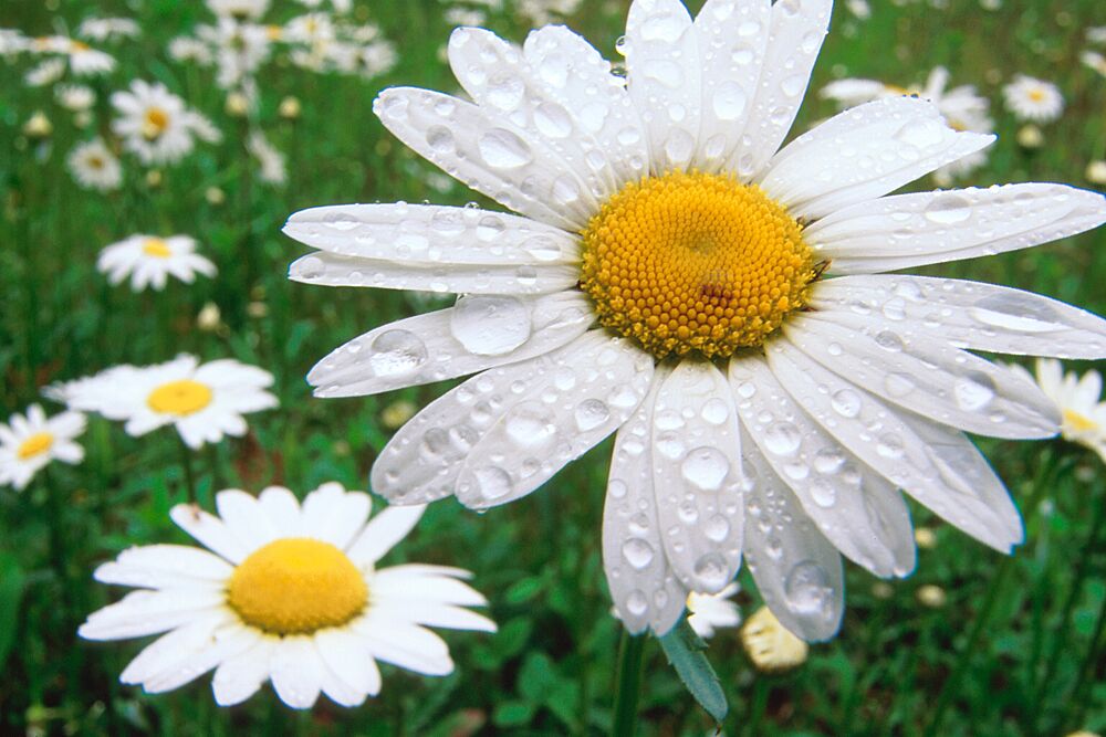Daisy Drops art print by Karin Connoly for $57.95 CAD