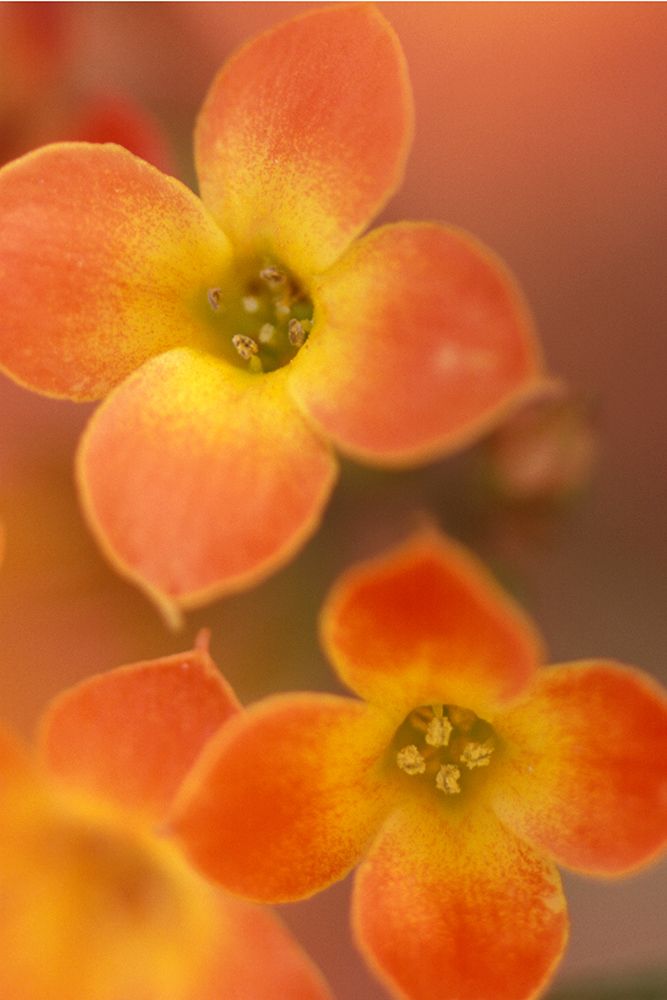 Orange Blossom I art print by Karin Connolly for $57.95 CAD