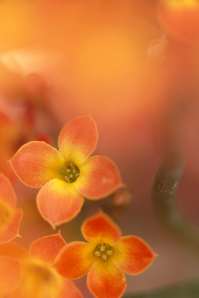 Orange Blossom II art print by Karin Connolly for $57.95 CAD