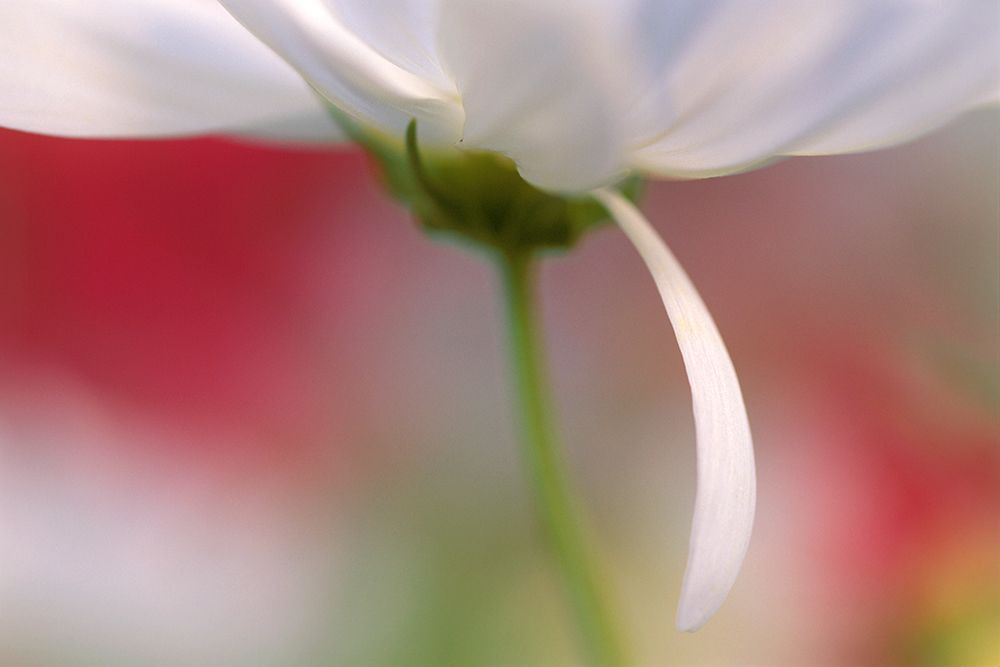 Porcelain art print by Karin Connolly for $57.95 CAD