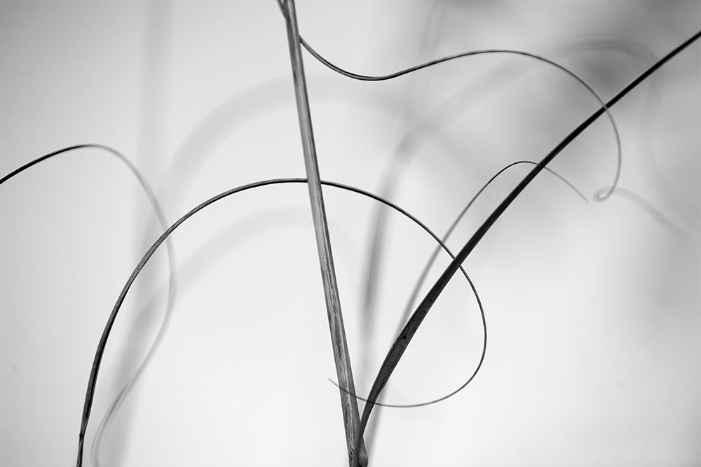Elegant Vines I art print by Karin Connolly for $57.95 CAD