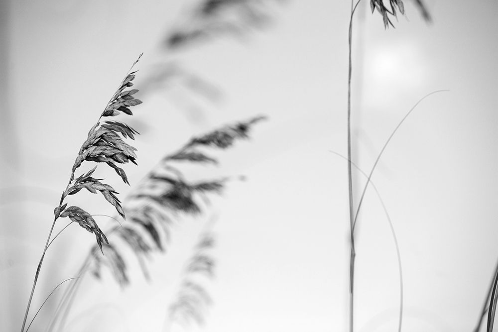 Elegant Vines II art print by Karin Connolly for $57.95 CAD