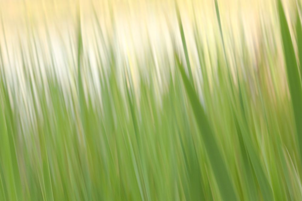 Fresh Green Grass art print by Karin Connolly for $57.95 CAD