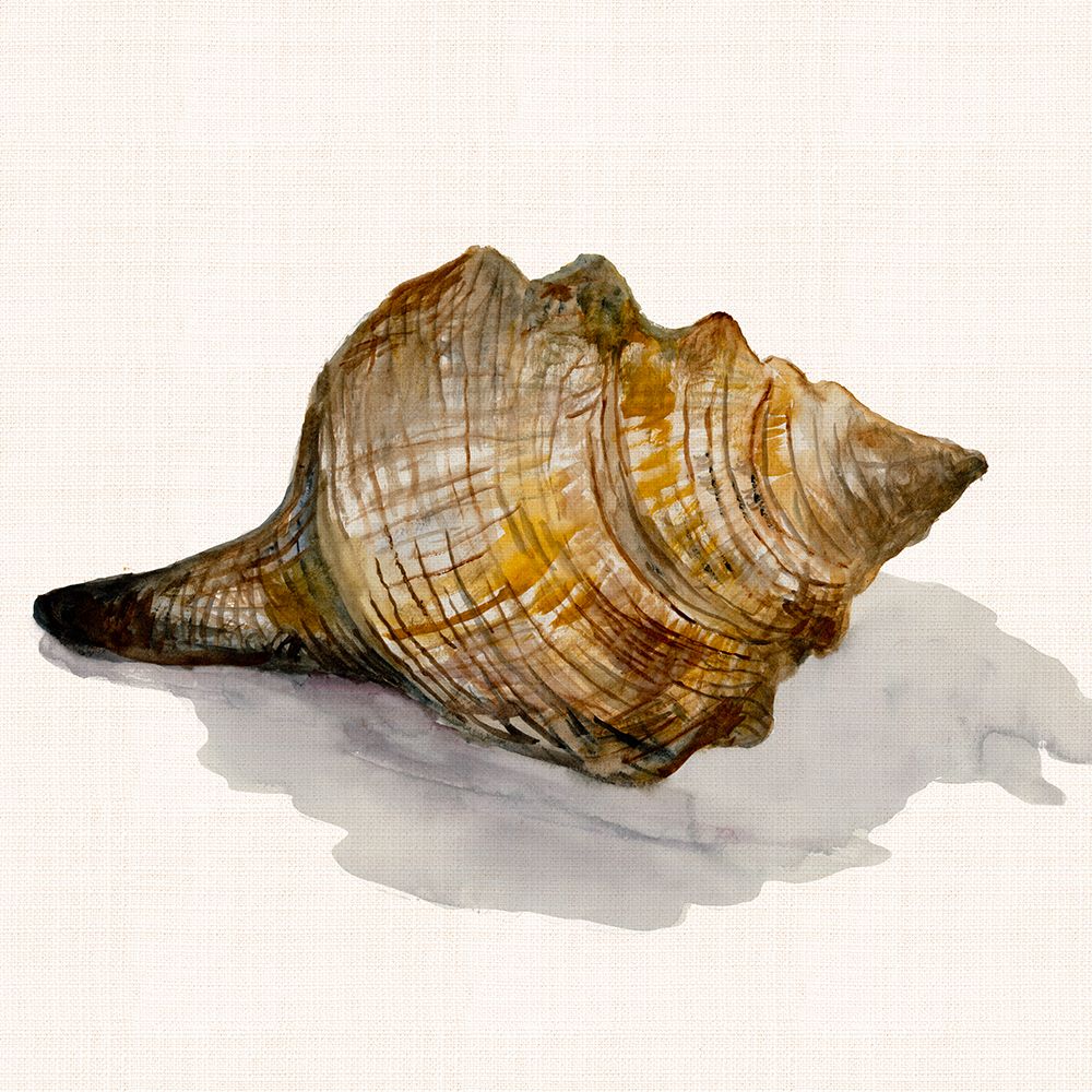 Conch Shell art print by Jacob Q for $57.95 CAD