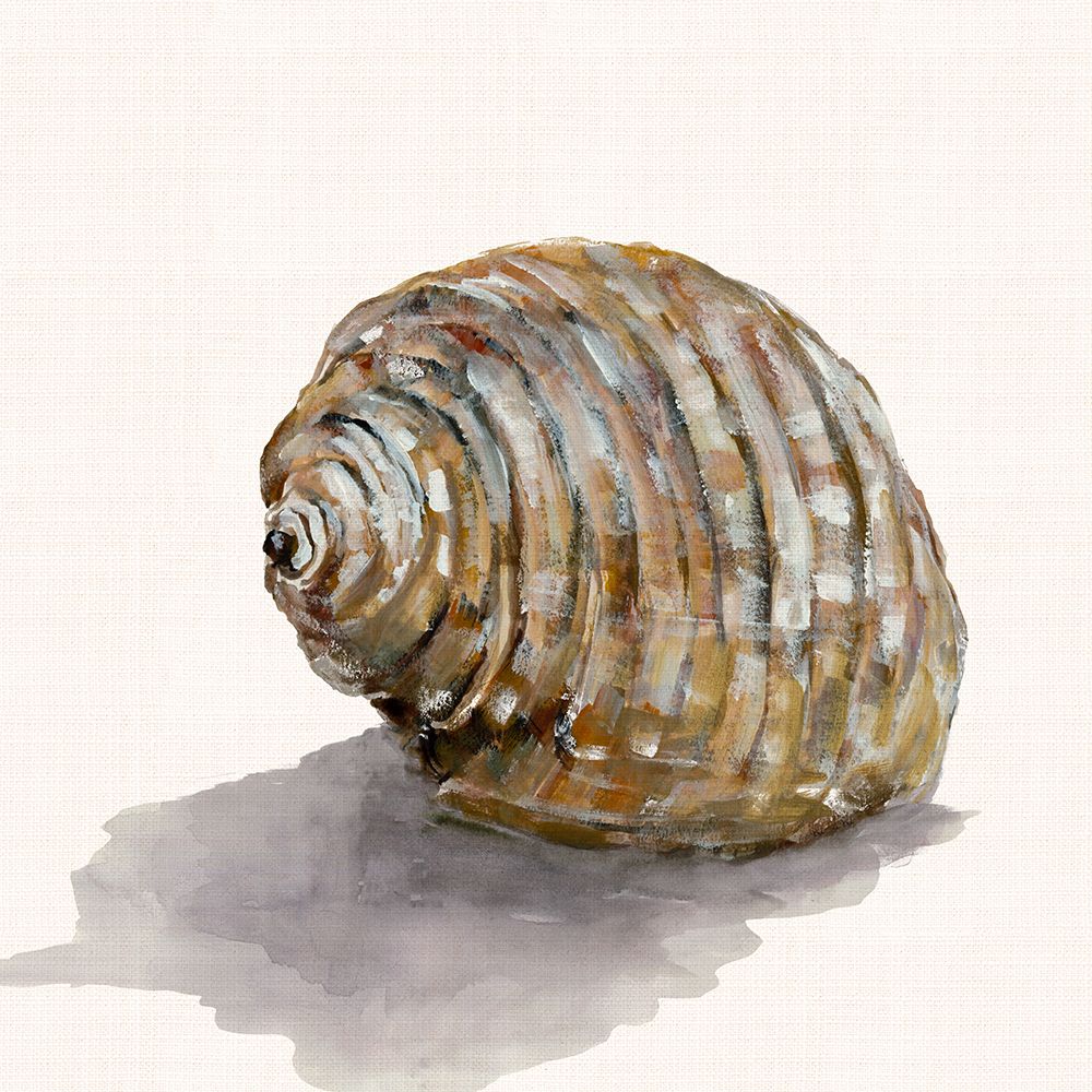 Golden Seashell art print by Jacob Q for $57.95 CAD