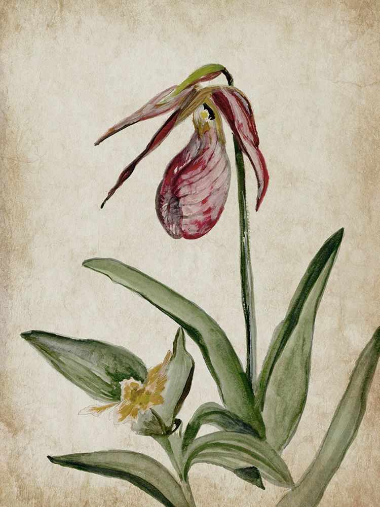 Elegance Unveiled II art print by Jacob Q for $57.95 CAD