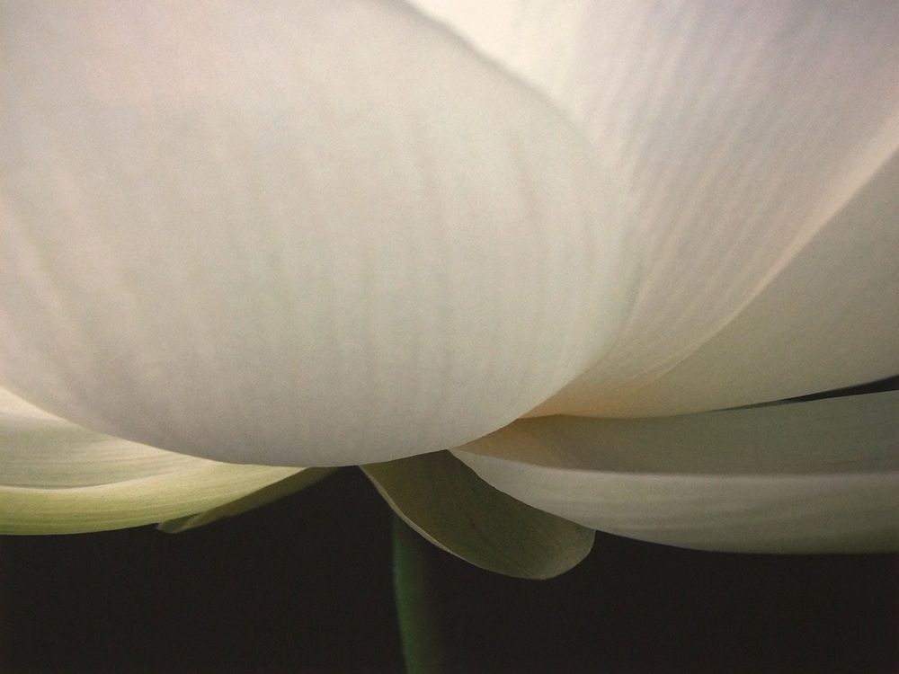 Lotus Stem art print by Jim Christensen for $57.95 CAD