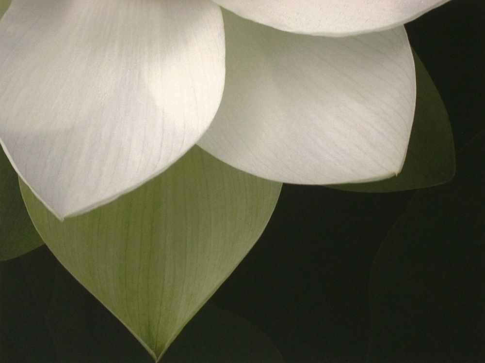 Lotus Closeup II art print by Jim Christensen for $57.95 CAD