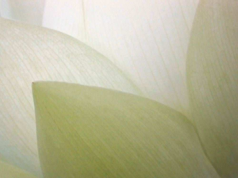 Lotus Curtain art print by Jim Christensen for $57.95 CAD