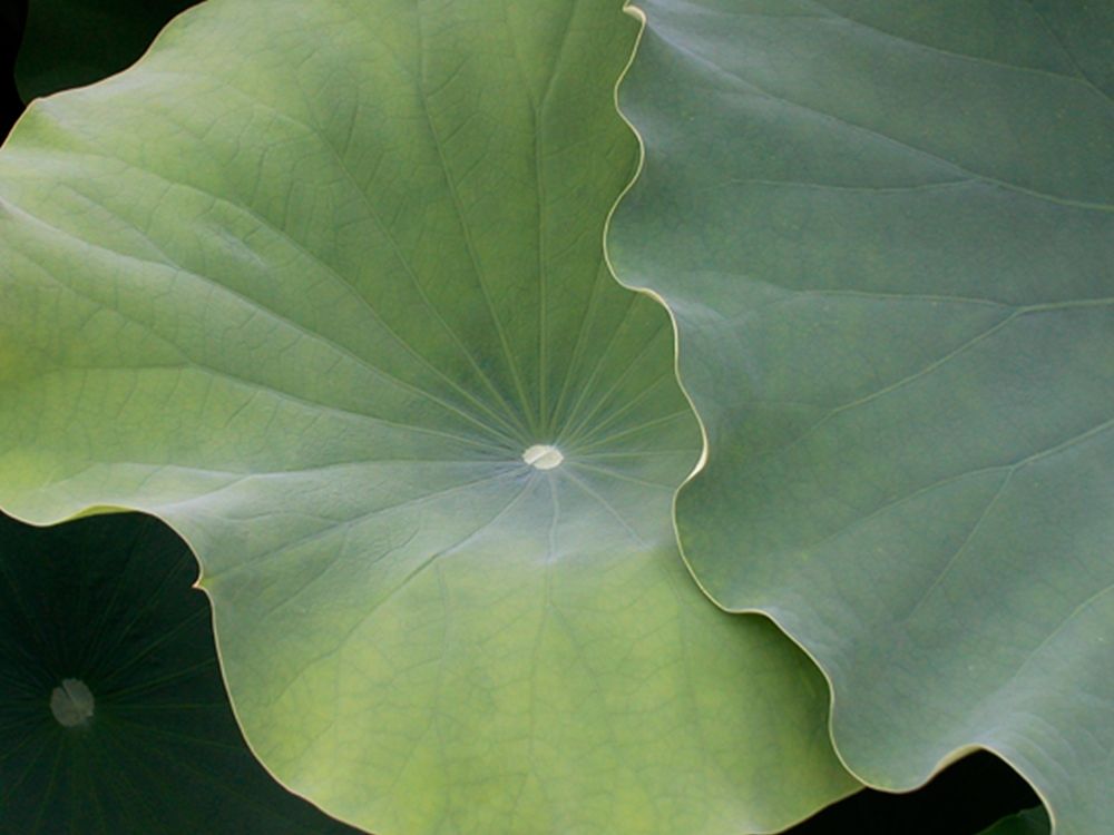 Lotus III art print by Jim Christensen for $57.95 CAD