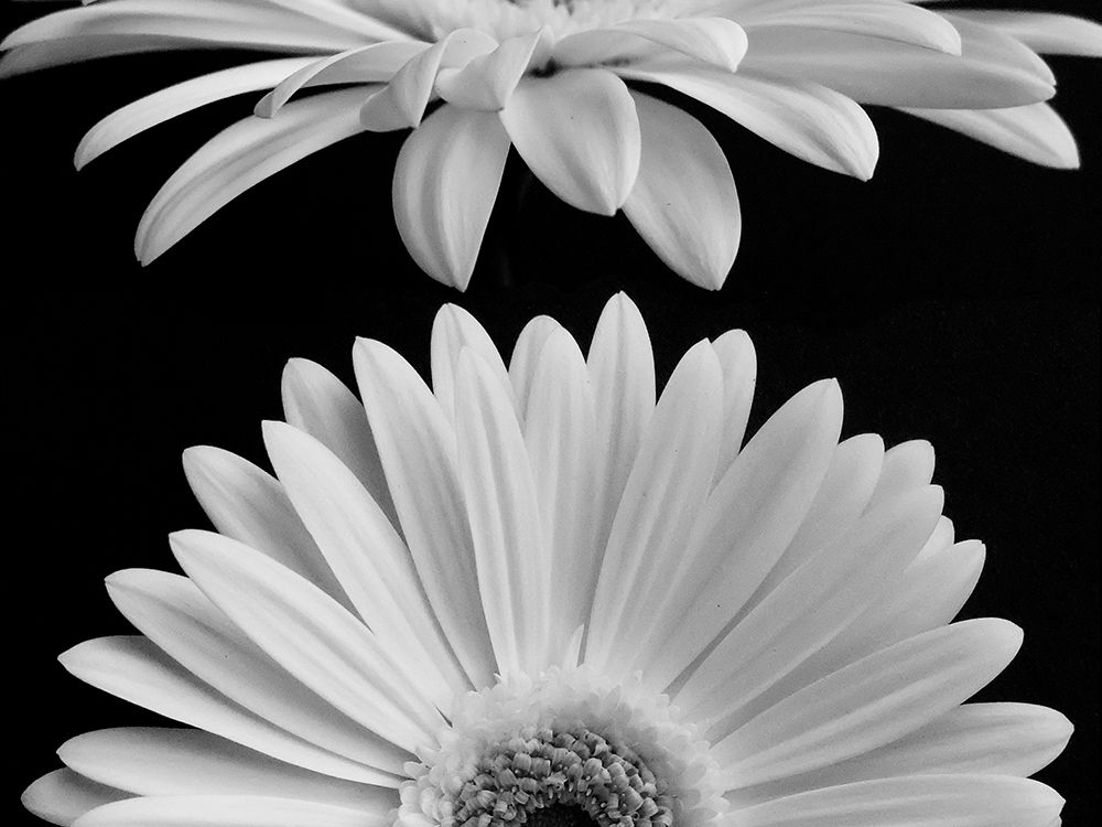 Daisies art print by Jim Christensen for $57.95 CAD