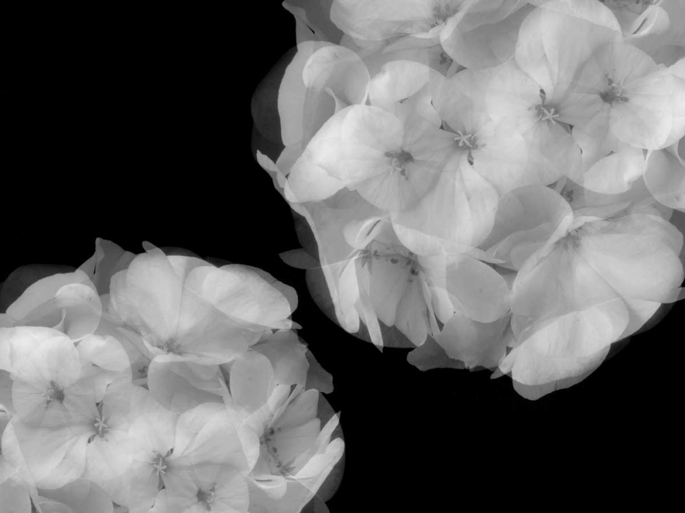 Hydrangea art print by Jim Christensen for $57.95 CAD