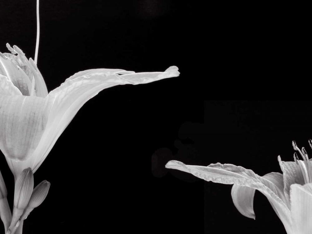 Lilies II art print by Jim Christensen for $57.95 CAD